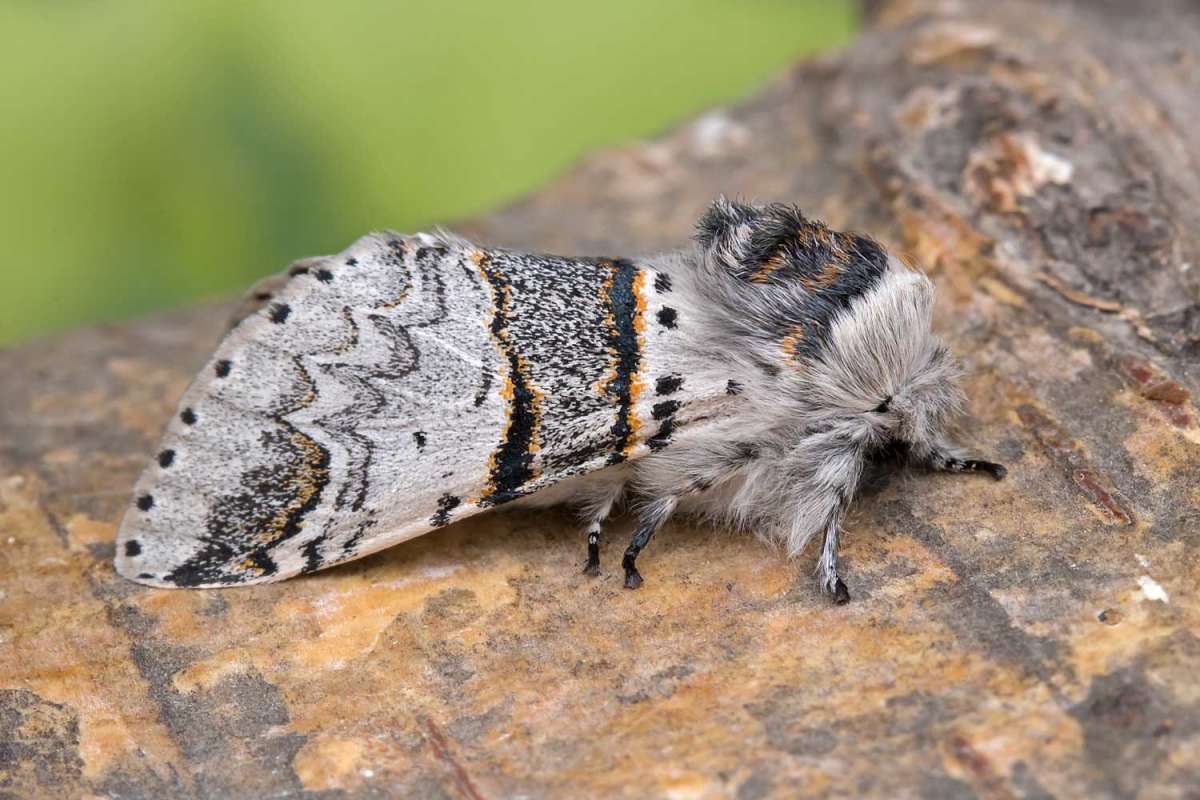 Poplar Kitten (Furcula bifida) photographed in Kent by Peter Maton 