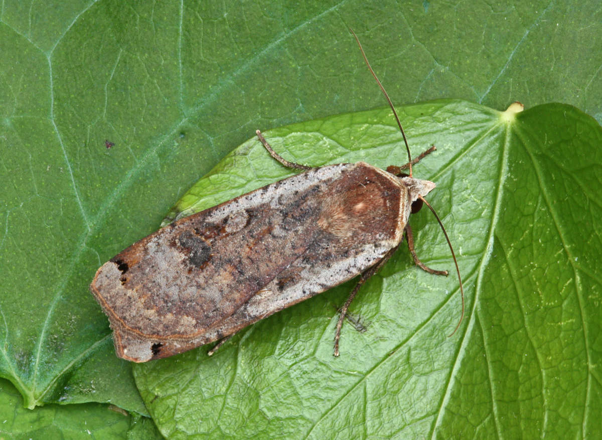 Large Yellow Underwing (Noctua pronuba) photographed in Kent by Peter Maton 