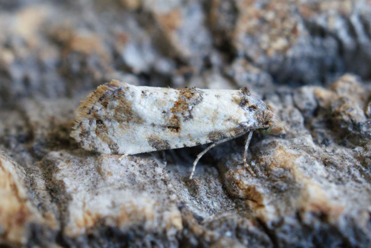 Ox-tongue Conch (Cochylis molliculana) photographed at Aylesham  by Dave Shenton 