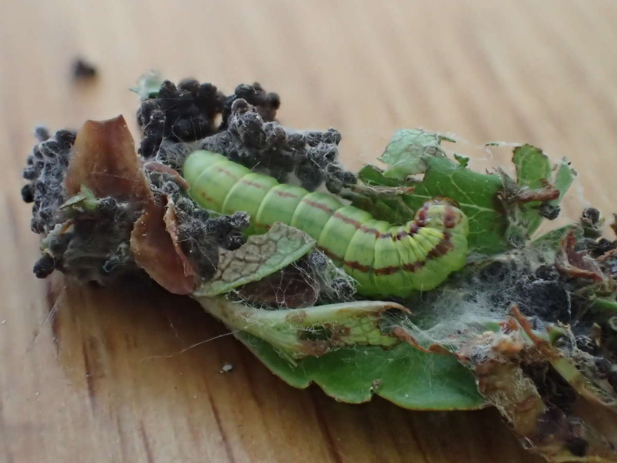 Grey Knot-horn (Acrobasis advenella) photographed in Kent by Dave Shenton 