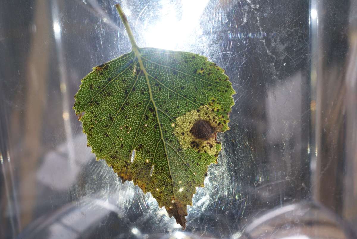 Large Birch Pigmy (Ectoedemia occultella) photographed in Kent by Dave Shenton 