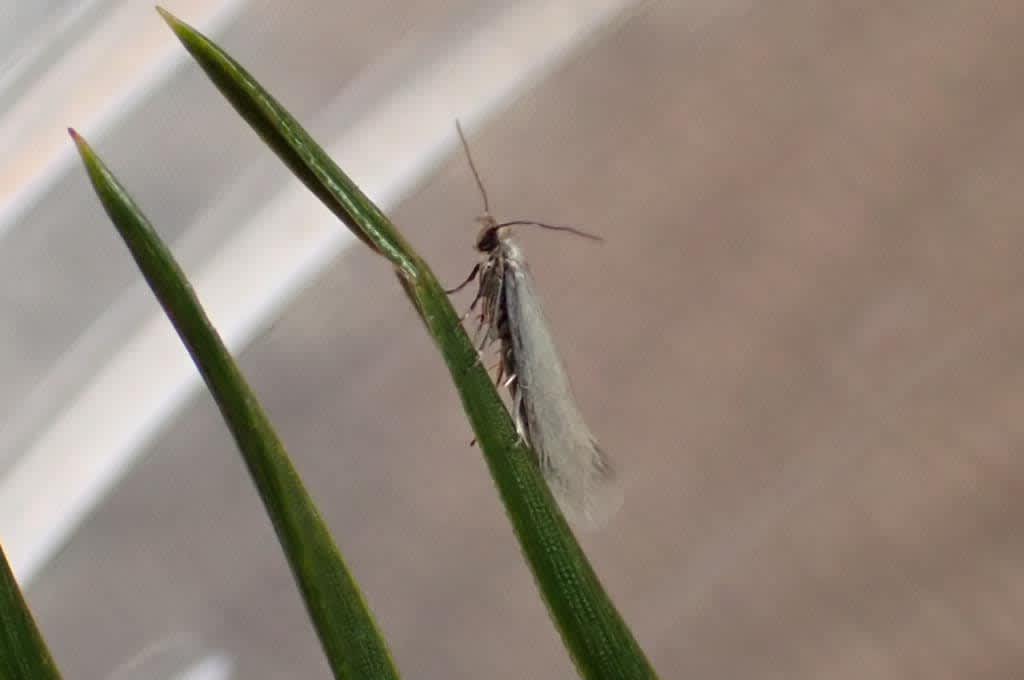 Grey Pine Ermine (Ocnerostoma friesei) photographed in Kent by Oliver Bournat