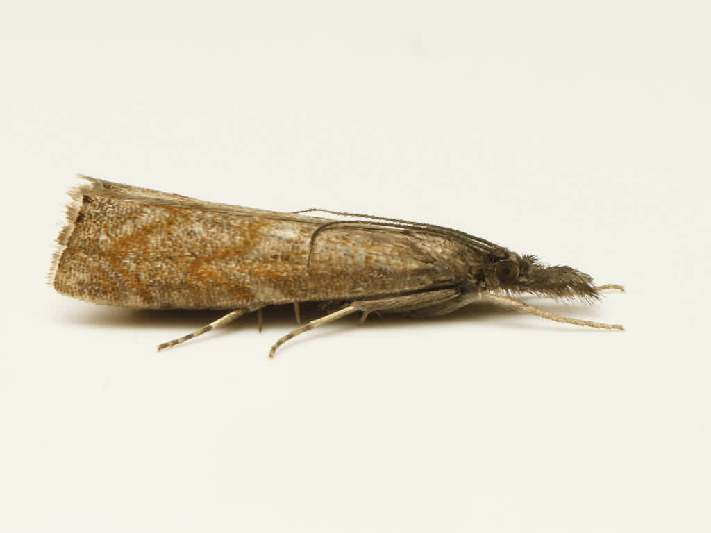 Little Grass-veneer (Platytes cerussella) photographed in Kent by David Beadle 