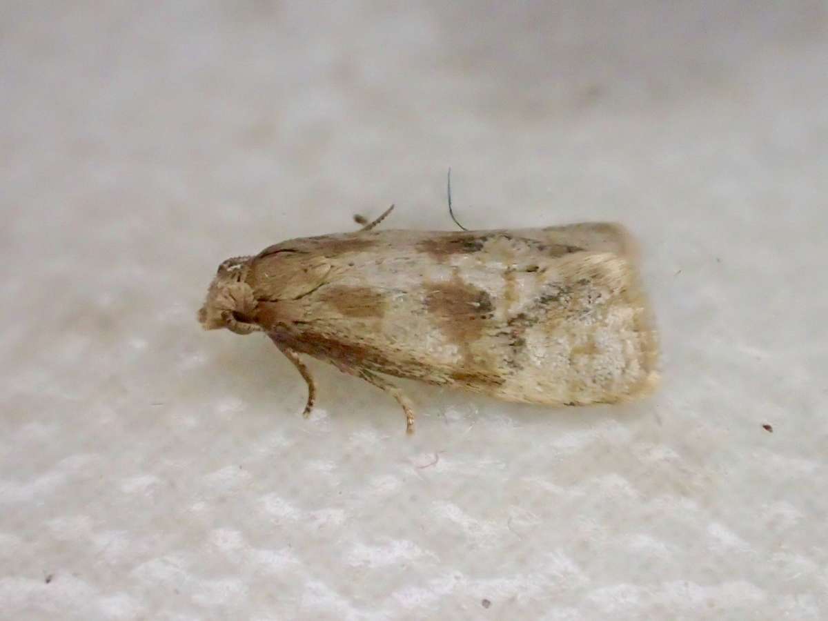 Small Saltern Conch (Gynnidomorpha vectisana) photographed at Oare Marshes  by Dave Shenton 