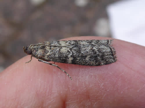 Brown Pine Knot-horn (Dioryctria simplicella) photographed at Plaxtol by Mary Anketell