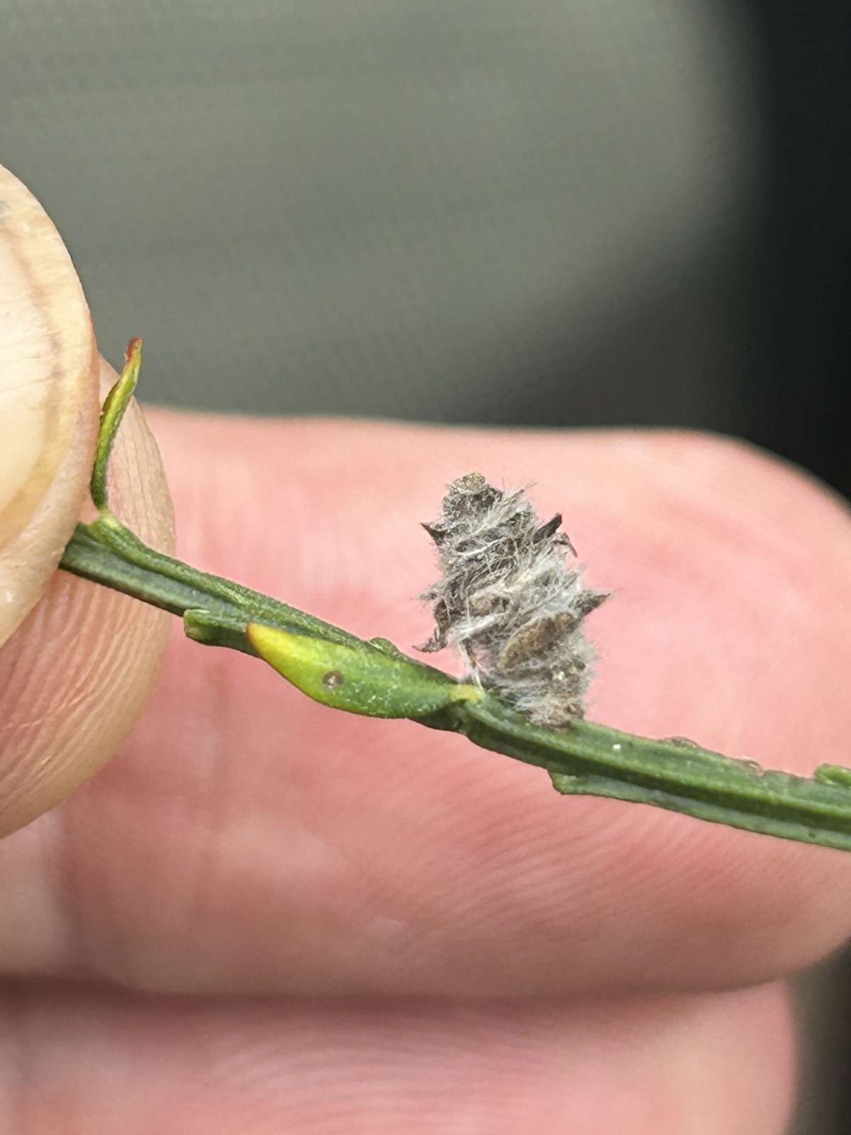 Broom Case-bearer (Coleophora saturatella) photographed at Old Park & Chequer’s Wood, Canterbury by Dave Shenton