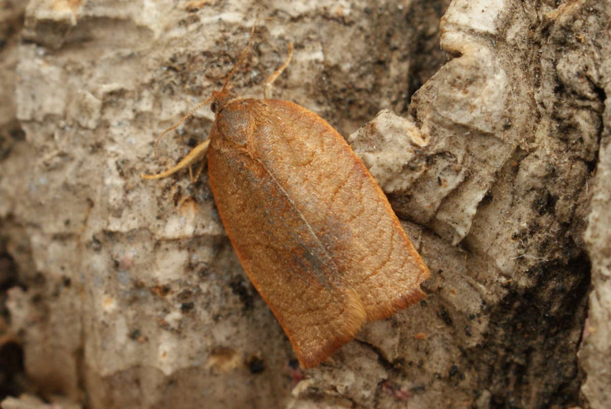 Carnation Tortrix (Cacoecimorpha pronubana) photographed in Kent by Dave Shenton 