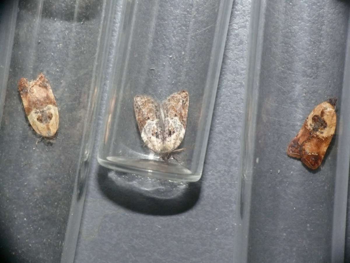 Buff Button (Acleris permutana) photographed at Samphire Hoe/Dungeness  by Dave Grundy 