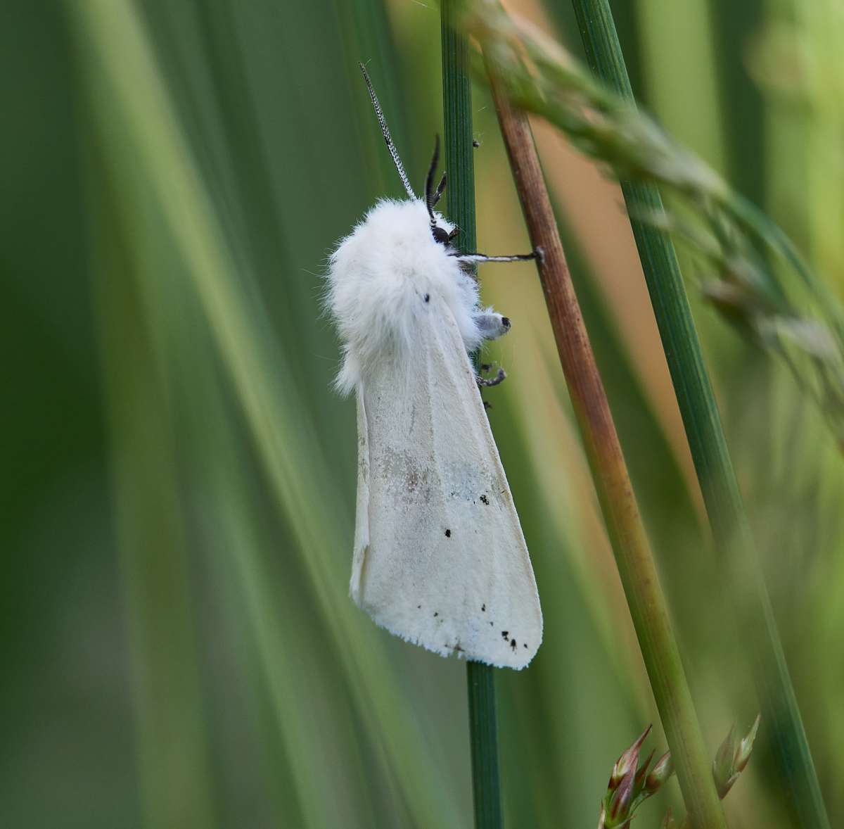 Water Ermine (Spilosoma urticae) photographed in Kent by Andy Taylor 