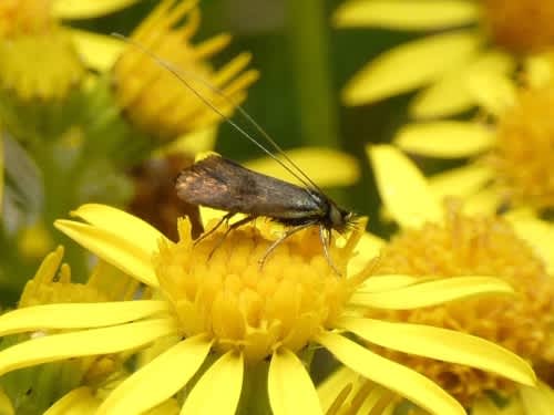 Small Long-horn (Nemophora minimella) photographed in Kent by Tony King