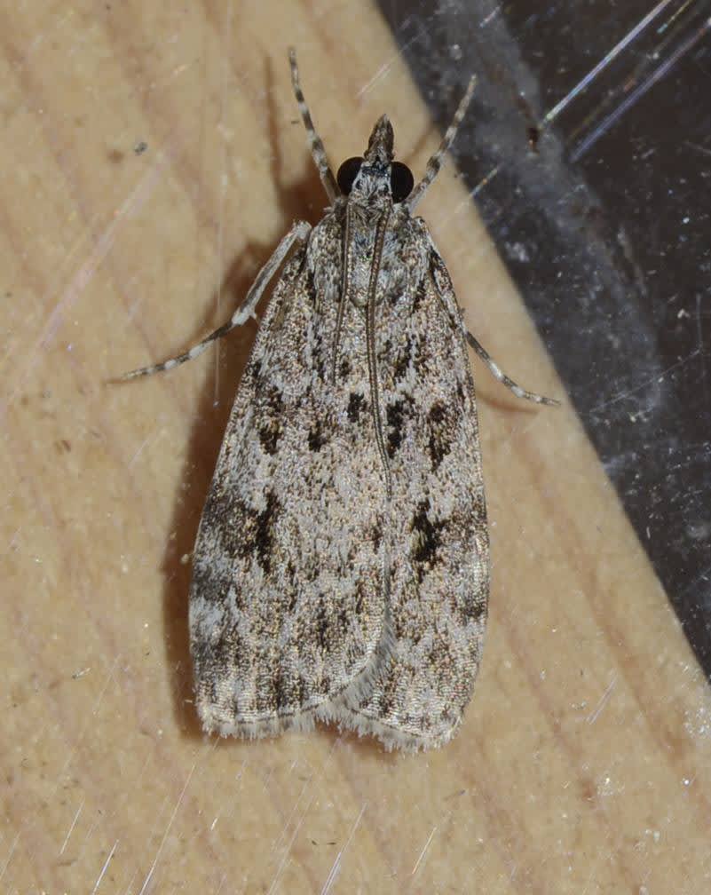 Common Grey (Scoparia ambigualis) photographed in Kent by Alan Stubbs