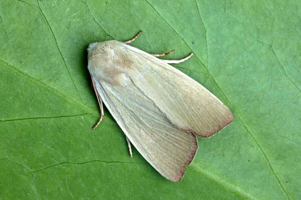 Fen Wainscot (Arenostola phragmitidis) photographed in Kent by Peter Maton