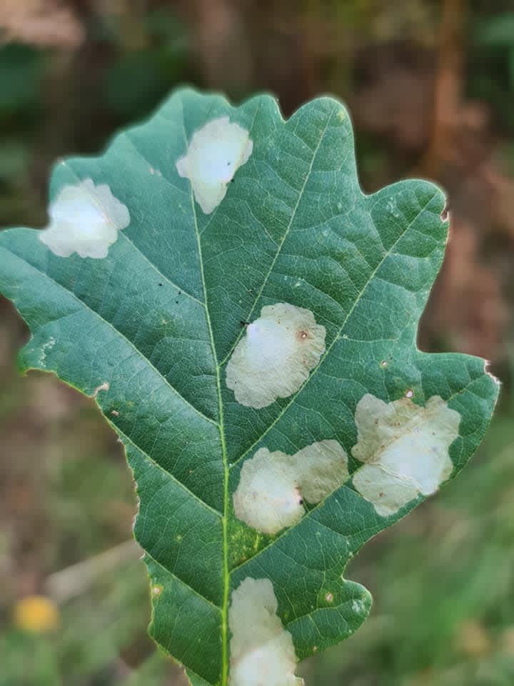 Oak Carl (Tischeria ekebladella) photographed in Kent by Francesca Partridge 