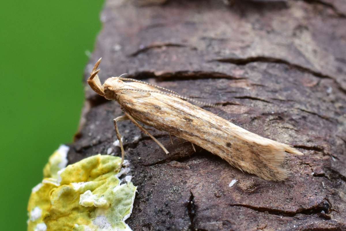 Meadow Neb (Metzneria metzneriella) photographed in Kent by Antony Wren