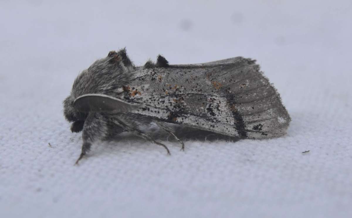 Dark Tussock (Dicallomera fascelina) photographed in Kent by Ian Roberts 