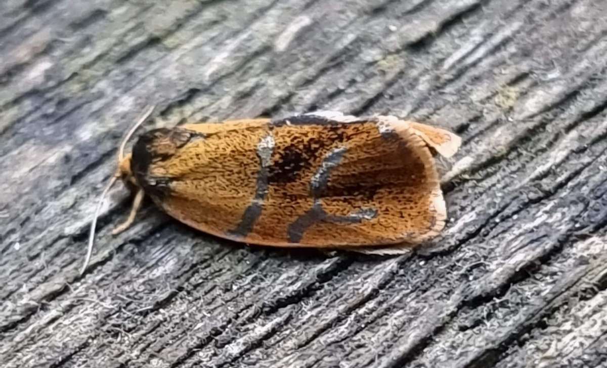 Brindled Tortrix (Ptycholoma lecheana) photographed in Kent by Leonard Cooper