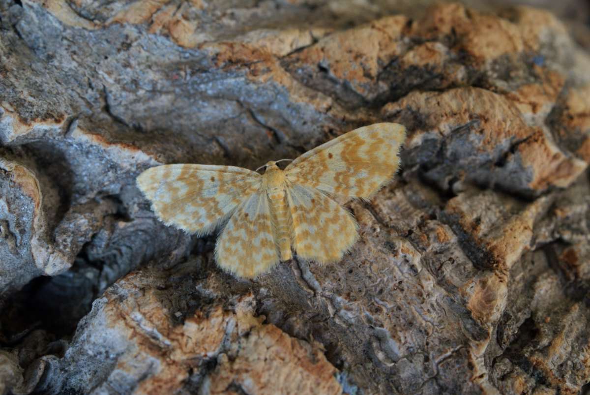 Small Yellow Wave (Hydrelia flammeolaria) photographed at Aylesham  by Dave Shenton 