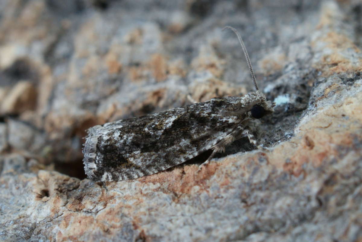 Cock's-head Bell (Zeiraphera isertana) photographed in Kent by Dave Shenton 