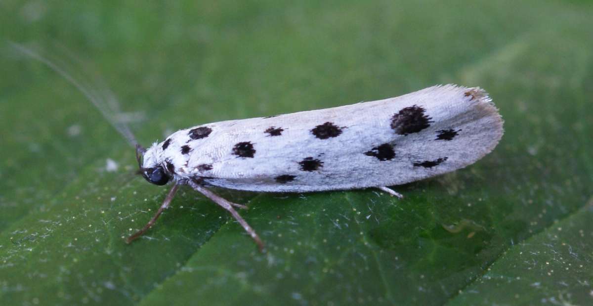 Dotted Ermel (Ethmia dodecea) photographed at Aylesham  by Dave Shenton 