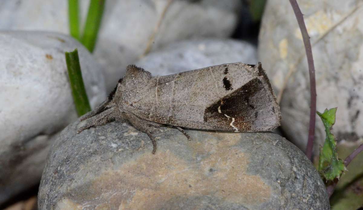 Scarce Chocolate-tip (Clostera anachoreta) photographed at Stodmarsh NNR  by Alan Stubbs 