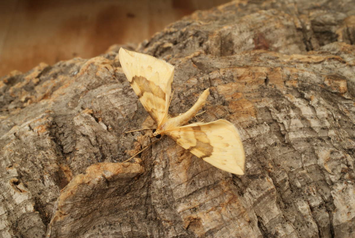 Barred Straw (Gandaritis pyraliata) photographed at Aylesham  by Dave Shenton 