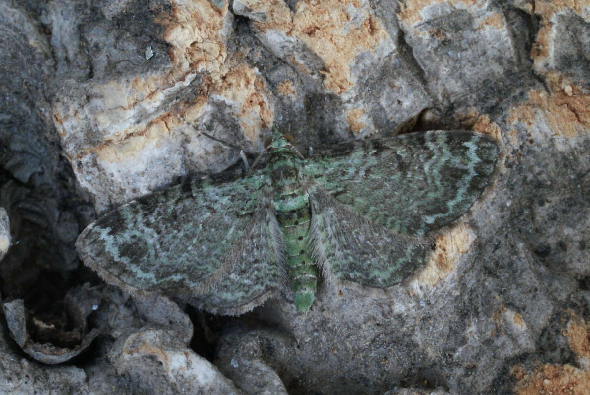 Green Pug (Pasiphila rectangulata) photographed in Kent by Dave Shenton