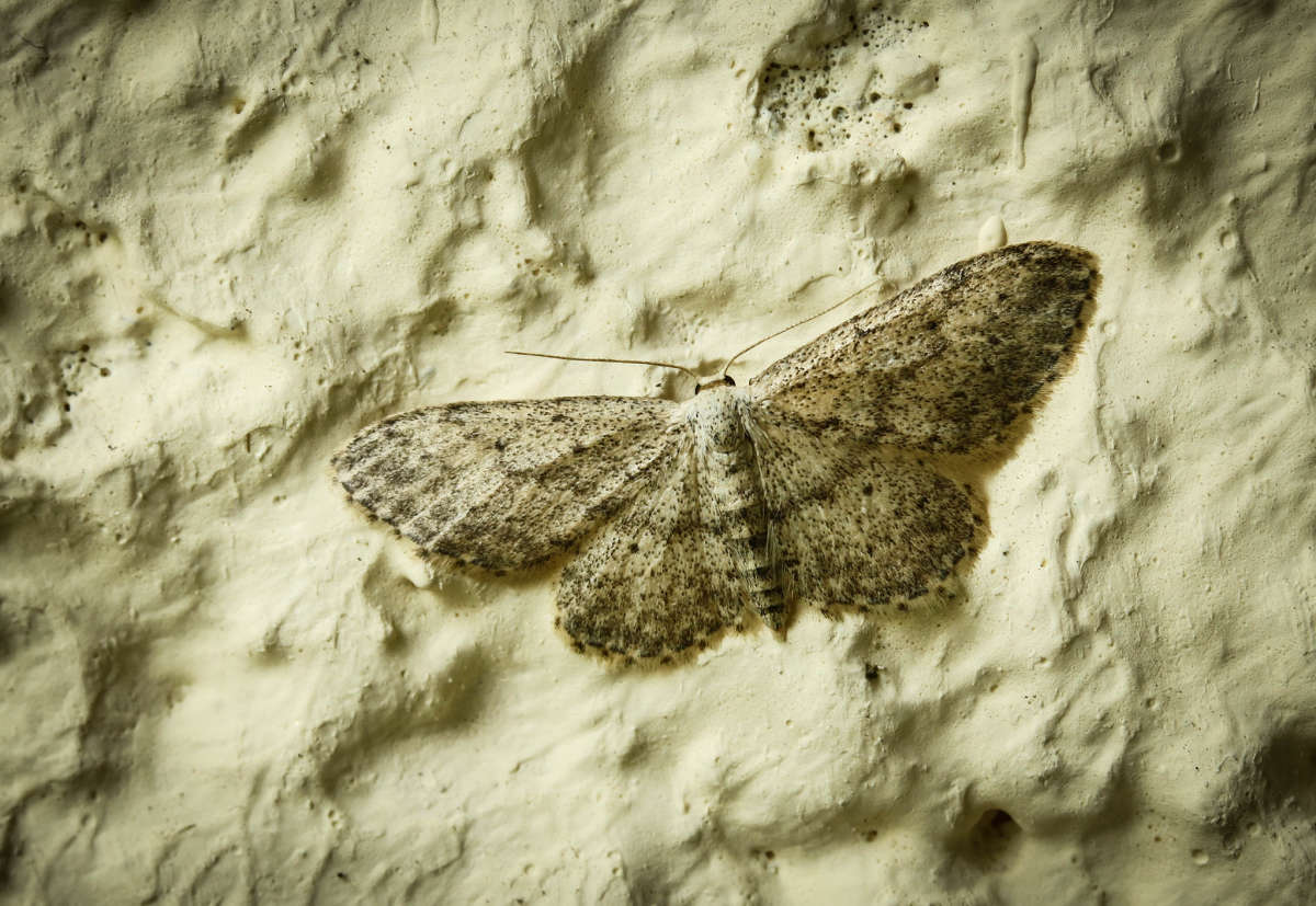 Small Dusty Wave (Idaea seriata) photographed in Kent by Carol Strafford 