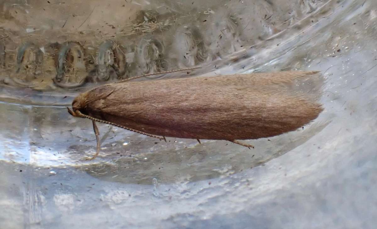 Straw-coloured Tubic (Agnoea subochreella) photographed in Kent by David Newman