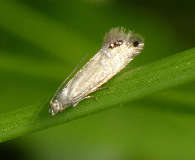 Speckled Fanner (Glyphipterix thrasonella) photographed in Kent by Allan Ward