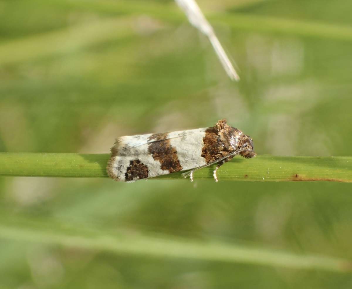 Dover Tortrix (Periclepsis cinctana) photographed at Lydden/Temple Ewell KWT by Dave Shenton