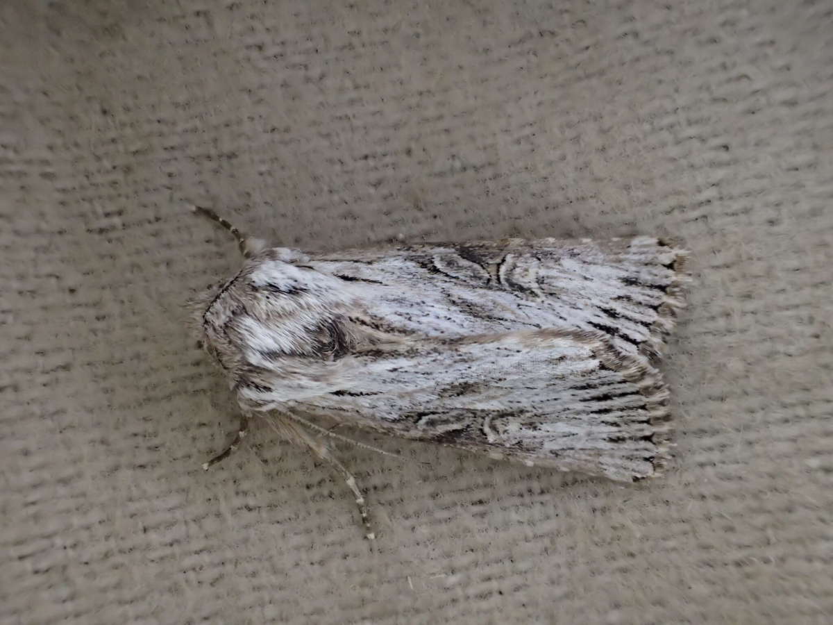 Feathered Brindle (Aporophyla australis) photographed at SBBO by Ian Hunter