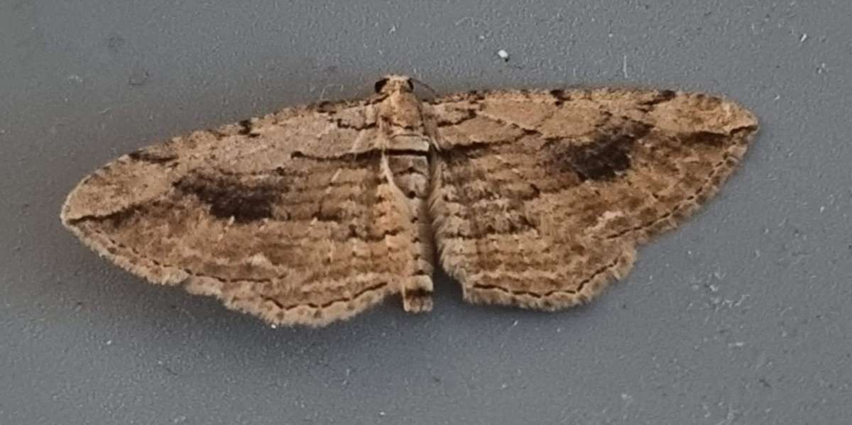 Cryptic Fern (Horisme radicaria) photographed at Ashford  by Leonard Cooper