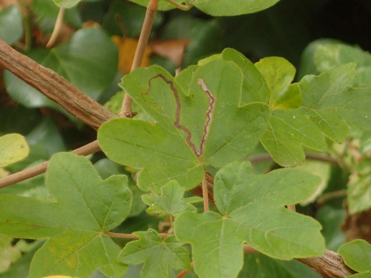 Scarce Maple Pigmy (Stigmella aceris) photographed at Aylesham  by Dave Shenton 