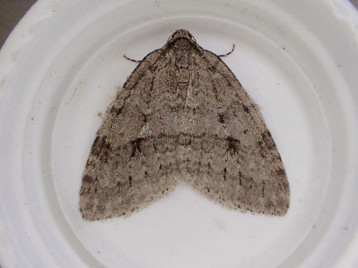 November Moth (Epirrita dilutata) photographed in Kent by Dave Shenton 