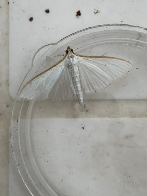 Olive-tree Pearl (Palpita vitrealis) photographed at Maidstone  by Allan Beeney 