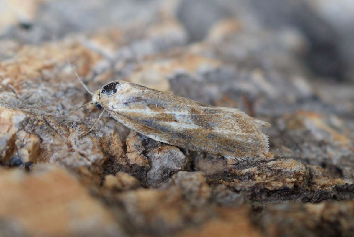 Long-winged Shade (Cnephasia longana) photographed at Aylesham  by Dave Shenton