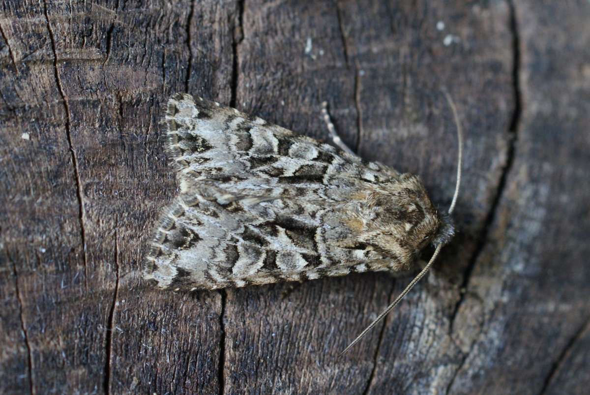 The Shears (Hada plebeja) photographed in Kent by Dave Shenton 