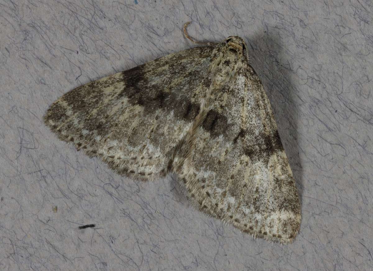 Mottled Grey (Colostygia multistrigaria) photographed in Kent by Steve Cutt