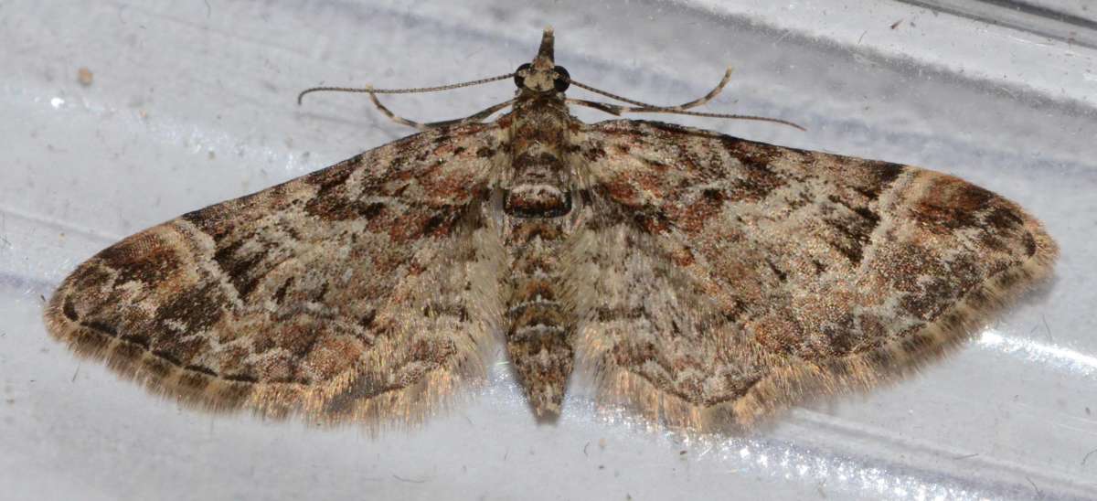 Double-striped Pug (Gymnoscelis rufifasciata) photographed in Kent by Alan Stubbs 