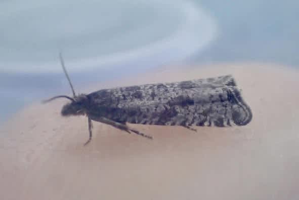 Downland Bell (Rhopobota stagnana) photographed at Fackenden Down by Oliver Bournat