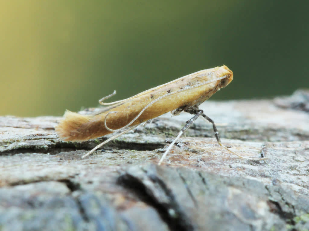 Small Red Slender (Caloptilia rufipennella) photographed in Kent by David Beadle