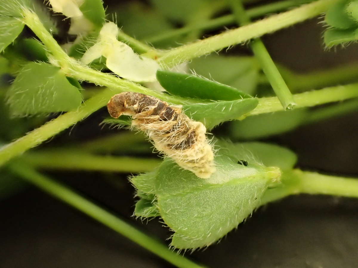 Lotus Case-bearer (Coleophora discordella) photographed in Kent by Dave Shenton 