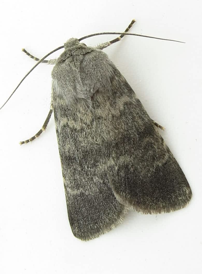 Northern Rustic (Standfussiana lucernea) photographed at Samphire Hoe by Steve Cutt