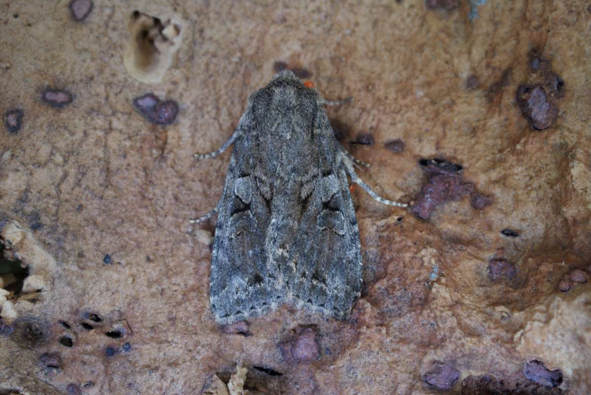 Dingy Shears (Apterogenum ypsillon) photographed at Aylesham  by Dave Shenton 