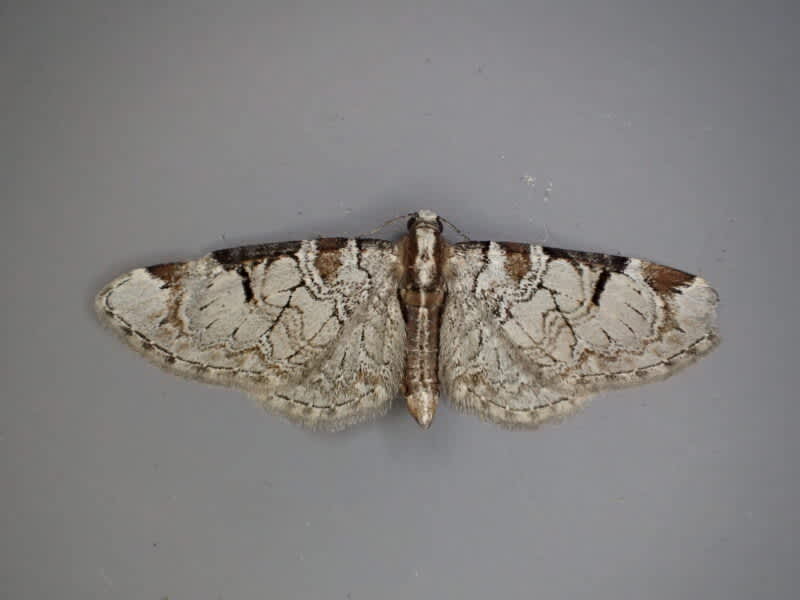 Pinion-spotted Pug (Eupithecia insigniata) photographed at Sandwich Bay  by Ian Hunter