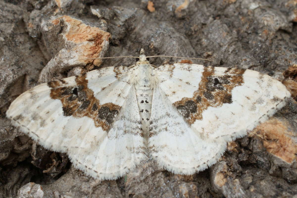 Silver-ground Carpet (Xanthorhoe montanata) photographed at Aylesham  by Dave Shenton 