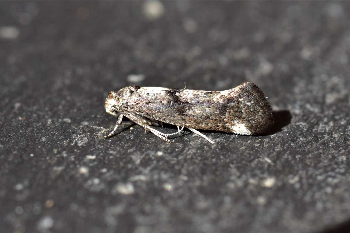 Birch Ermine (Swammerdamia caesiella) photographed in Kent by Antony Wren