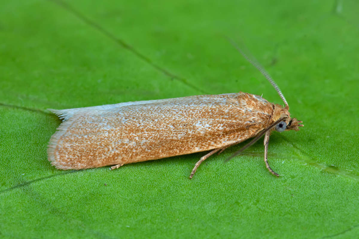 Long-winged Shade (Cnephasia longana) photographed in Kent by Peter Maton