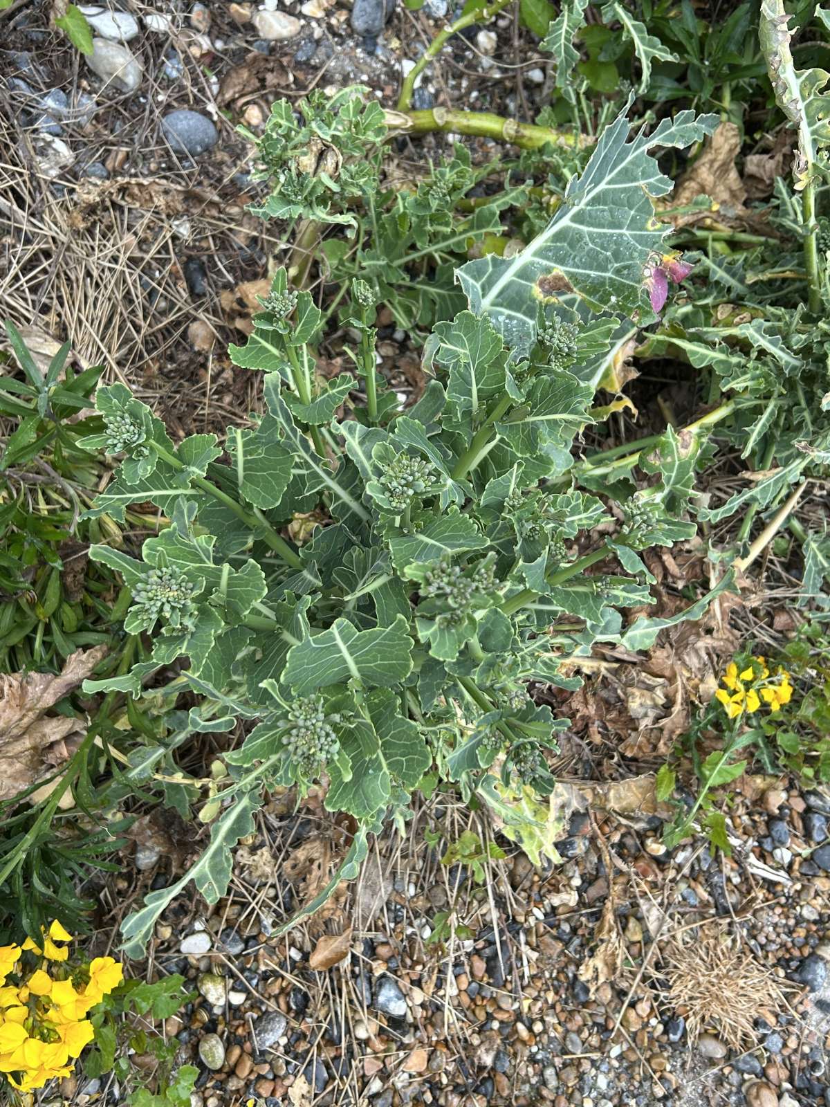 Cabbage Piercer (Selania leplastriana) photographed at St Margaret’s Bay by Dave Shenton