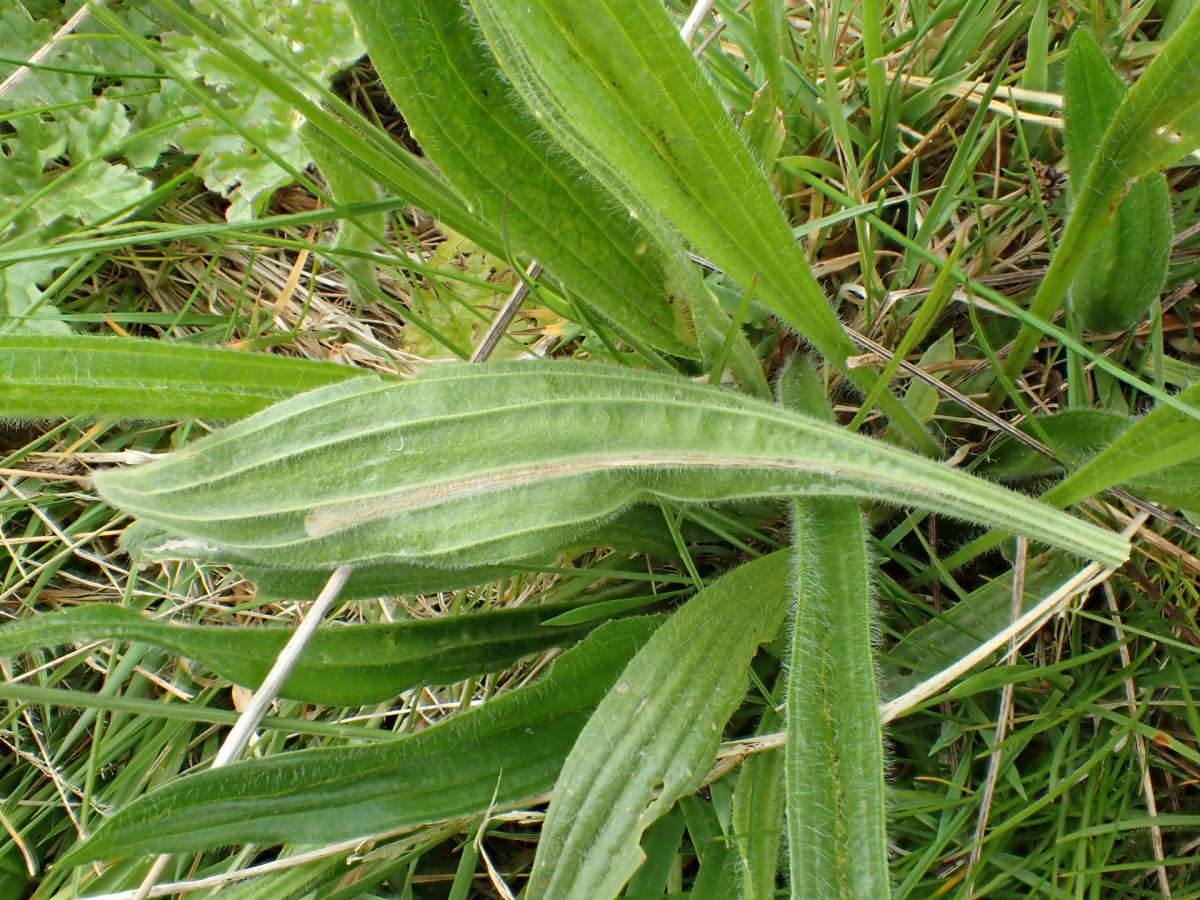 Ribwort Slender (Aspilapteryx tringipennella) photographed at Aylesham  by Dave Shenton 